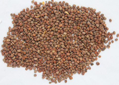 �W�ϊW��ˎ�����N��Ч������