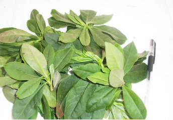 �W�ϊW��ˎ�����N��Ч���᣿